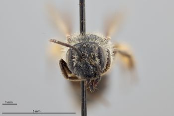 Media type: image;   Entomology 770391 Aspect: head frontal view
